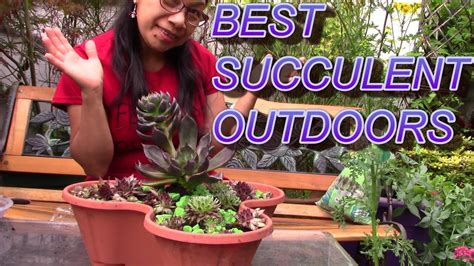 How To Repot And Create Succulent Arrangement Uk Best Outdoor