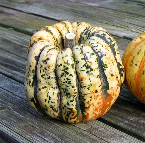 Sweet Dumpling Squash – Mary's Heirloom Seeds