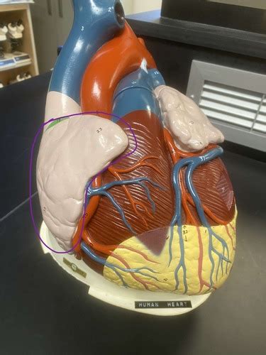 Anatomy Heart Lab Flashcards Quizlet