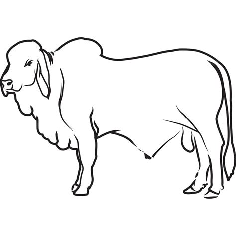 Premium Vector Hand Sketched Hand Drawn Brahman Cow Vector