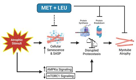 Cellular Senescence And Disrupted Proteostasis Induced By Myotube