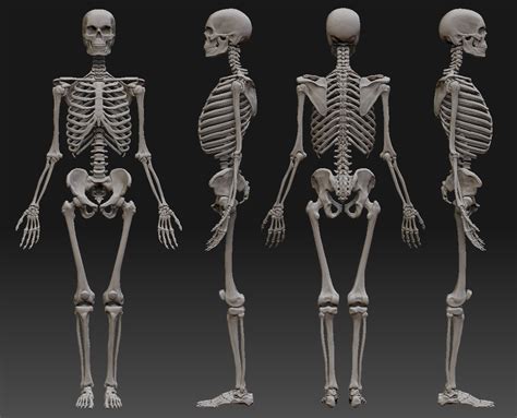 Skeletal System The Human Body Systems