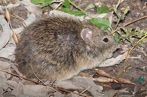 Cotton Rats Internet Center For Wildlife Damage Management