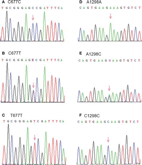 Frontiers Influence Of Methylenetetrahydrofolate Reductase C T And