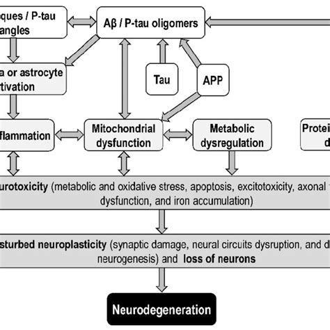 Neurotoxic Effects Of Amyloid Precursor Protein App Amyloid Beta