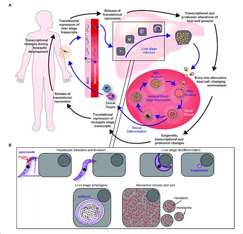 Plasmodium Simple Life Cycle