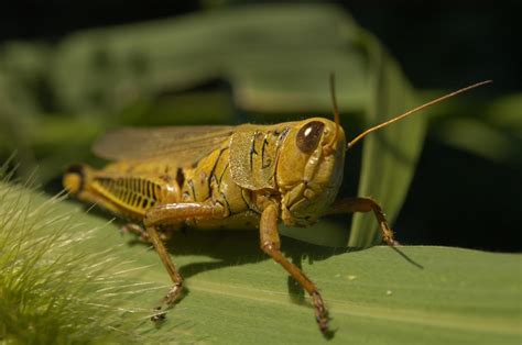 Grasshopper | The Biggest Animals Kingdom