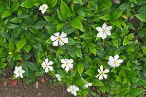 Growing a Gardenia Hedge in Australia | Ultimate Backyard