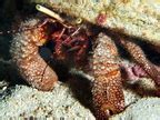 Giant Hermit Crab Petrochirus Diogenes Cozumel Mexico Photo 1