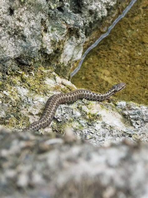 V Bora Cant Brica Seoane S Viper Or Iberian Cross Adder Flickr