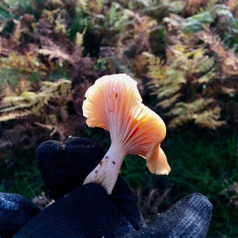 À la découverte des champignons Petite maison minimaliste en bois