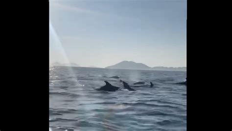 V Deo Golfinhos S O Vistos Em Praia De Cabo Frio R Dio Fm