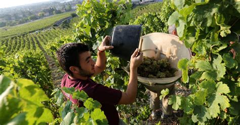 Viticulture La France Redevient Le 1er Producteur Mondial De Vin