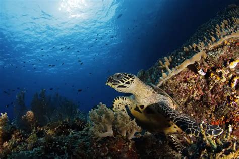 Indonesias Top 5 Scuba Diving Spots To Not Miss