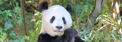 Panda conservation efforts lead to unexpected losses