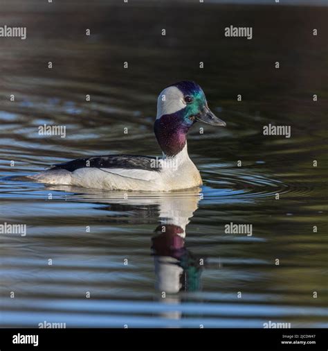 Male Bufflehead Duck in Breeding Plumage Stock Photo - Alamy