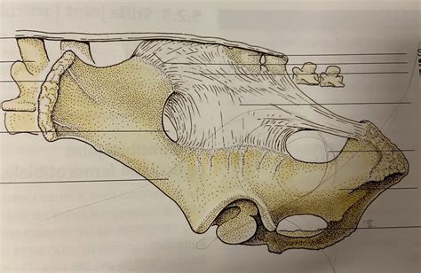 Ligaments Of Pelvis Of Bovine Diagram Quizlet