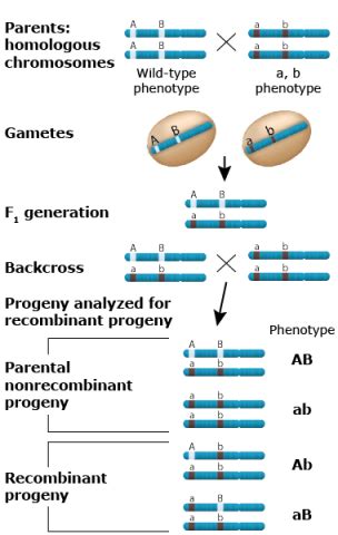 Genetic Linkage