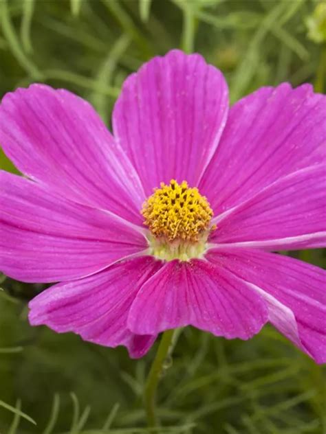 Cosmos Bipinnatus Fiederbl Ttriges Schmuckk Rbchen Graaf