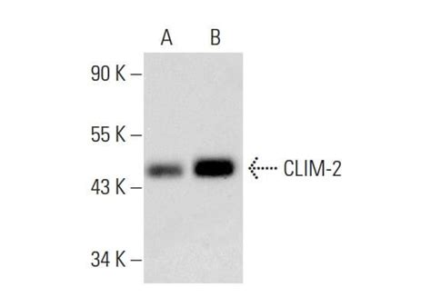 CLIM 2 Antibody C 9 SCBT Santa Cruz Biotechnology