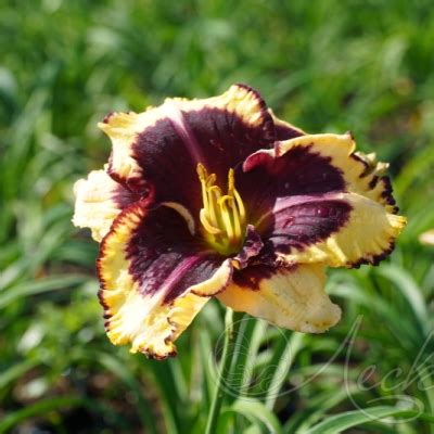 Лилейник “ТАЙГЕР БЛАД” - Цена на саженцы в питомнике Зеленый Сад Крым