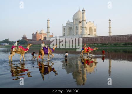 Camels In Yamuna River Taj Mahal Agra India Stock Photo Alamy