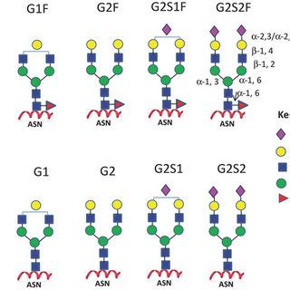 (PDF) Antibody Glycosylation and Its Impact on the Pharmacokinetics and ...