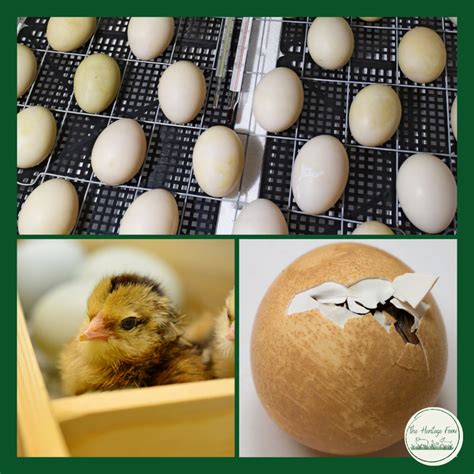 Hatching Eggs Guide