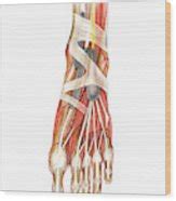 Arterial System Of The Foot 2 Wood Print By Science Photo Library