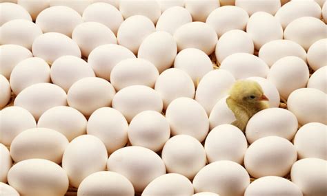 Sniffing Chicken Eggs Can Help Us Identify The Sex Before They Hatch Twib News