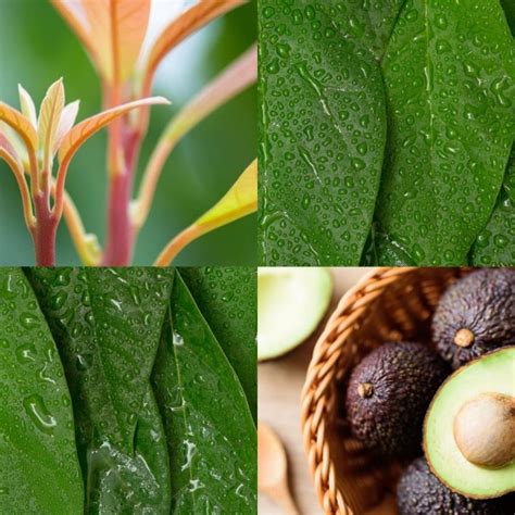 Avocado Leaves Uses and Benefits to Get to Know - GardensAll