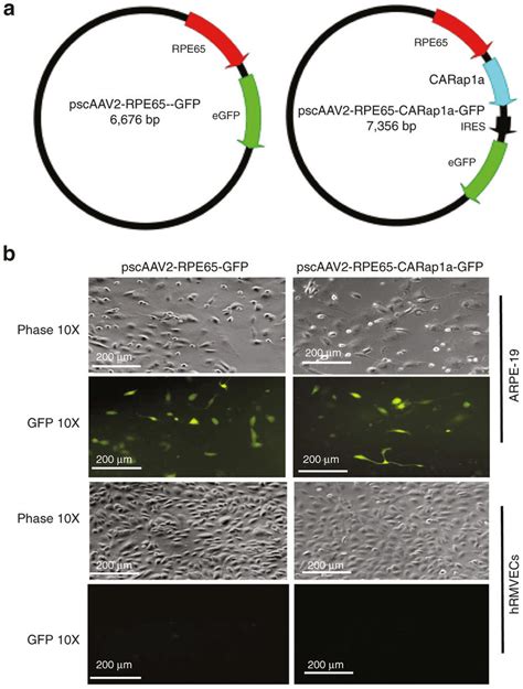 Generation Of Self Complementary Adeno Associated Virus Scaav To