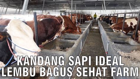 Kandang Sapi Ideal Lembu Bagus Sehat Farm Youtube