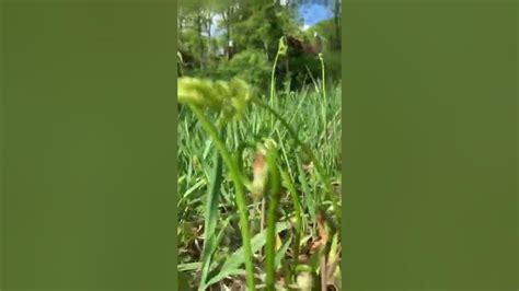 Fiddleheads Fern Hunt In Hartford Connecticut Youtube