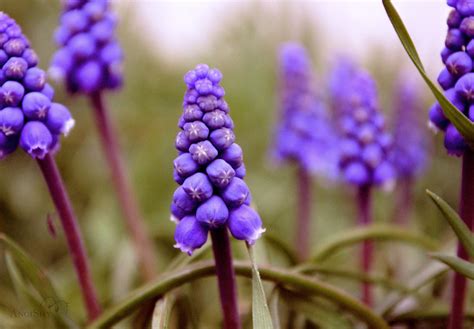 Muscari by Angi-Shy on DeviantArt