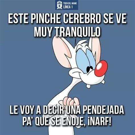 Pin De Norma Mestrada En Humor Bizarro Pinky Y Cerebro Frases Pinky Y Cerebro Imágenes