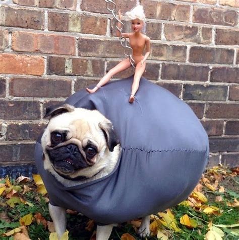 This Pug Dressed As Miley Cyrus Wrecking Ball Is The Best Costume Of