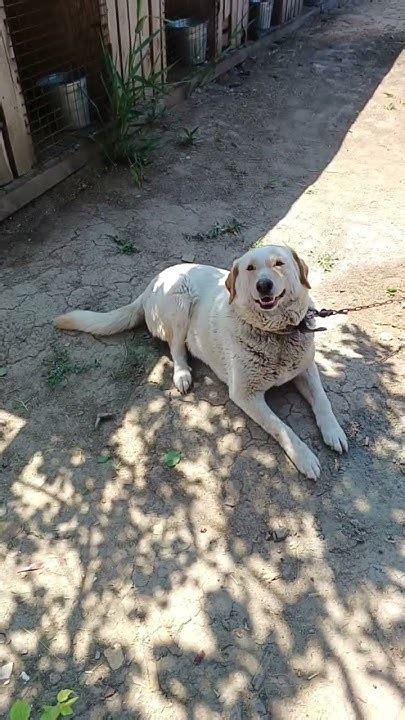 Ника отдыхает #собака #dog #dogs - YouTube