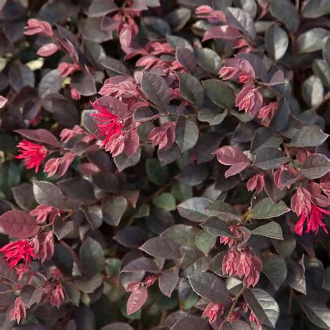 Purple Daydream Dwarf Loropetalum Sooner Plant Farm