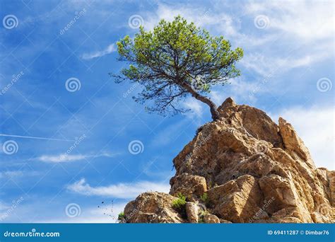 Lonely Pine Tree Standing On A Rock Stock Image Image Of Background