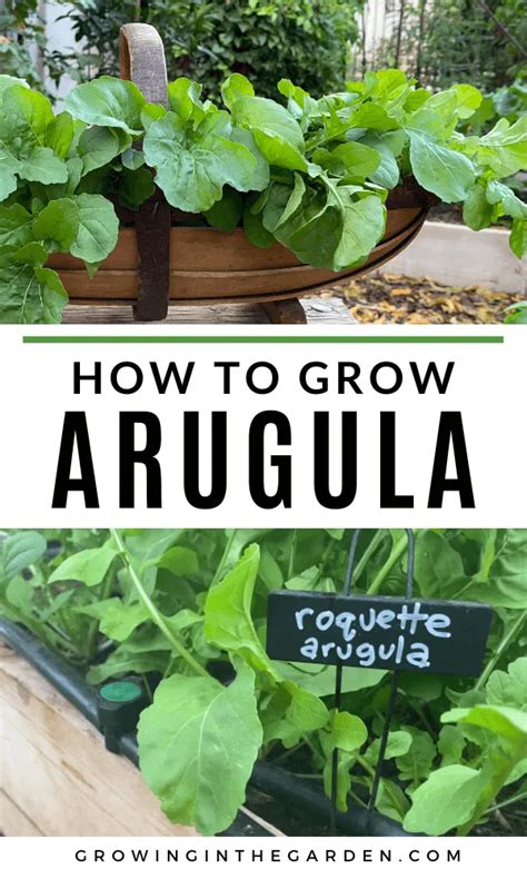 How to Grow Arugula - Growing In The Garden