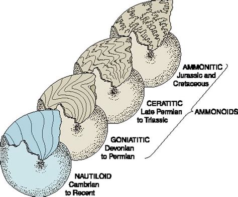 Ammonites | Geology rocks, Palaeontology, Geology