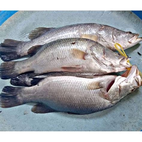 Jual Ikan Baramundi Terlengkap Harga Terbaru Desember 2022 Shopee