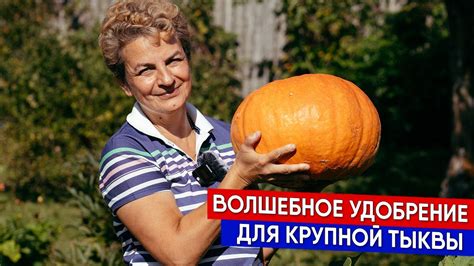 Волшебное удобрение для крупной тыквы - YouTube