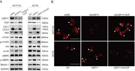 USP11 Promotes Autophagy Through AMPK Akt MTOR Signaling Pathway Via