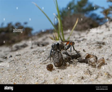 Sand wasp uk hi-res stock photography and images - Alamy