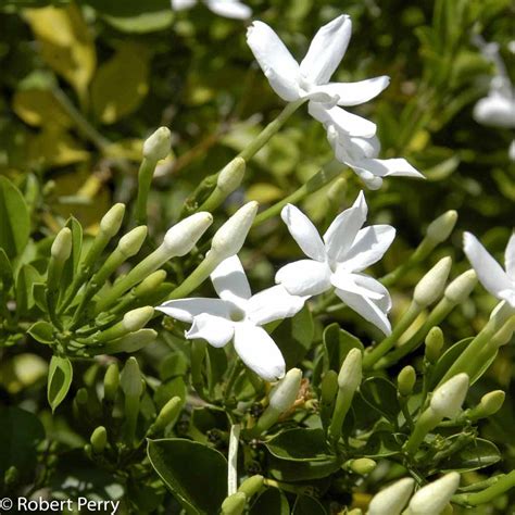 South African Jasmine Waterwise Garden Planner