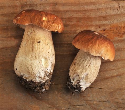 Boletus Edulis Boletus Edulis Es Un Hongo Comestible Foto Premium