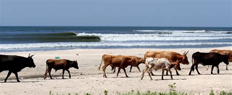 Review of Marejada surf camp Cap Skirring surfing holiday Senegal