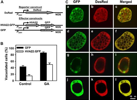 Localization Of Hva22 Gfp In Barley Aleurone Cells A Schemes Of Gene